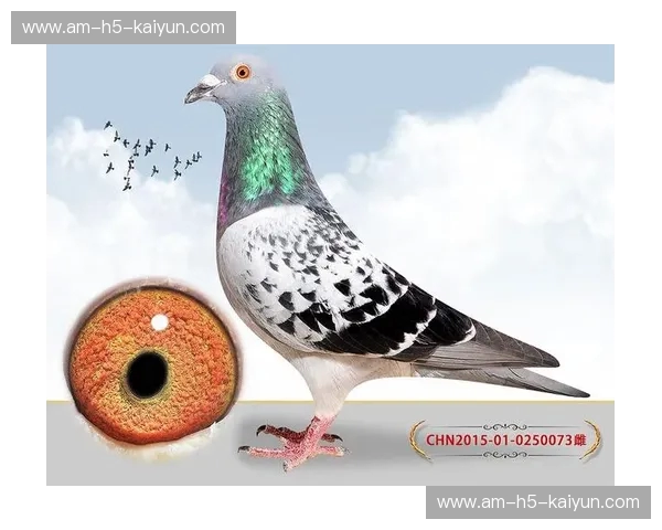 东京vs金泽：一场关于速度与诗意的城市对话